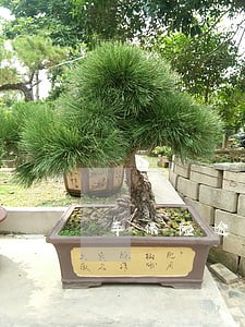车保险逾期1天怎么办 车保险逾期1天怎么办