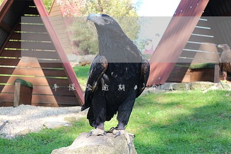 车保险逾期4个月怎么办 车保险逾期4个月怎么办