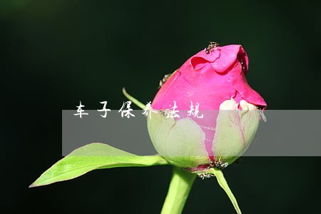 车子保养法规