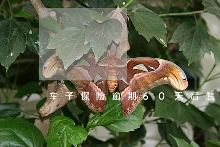 车子保险逾期60天后怎么处理 车子保险逾期60天后怎么处理