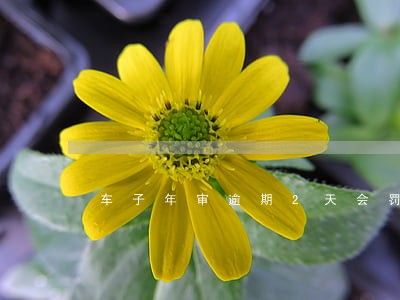 车子年审逾期2天会罚款6 车子年审逾期2天会罚款6