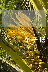 车子抵押贷款逾期会上征信吗 车子抵押贷款逾期会上征信吗