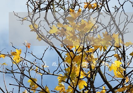 车子抵押贷款逾期能开 车子抵押贷款逾期能开