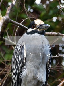 车子抵押银行逾期 车子抵押银行逾期