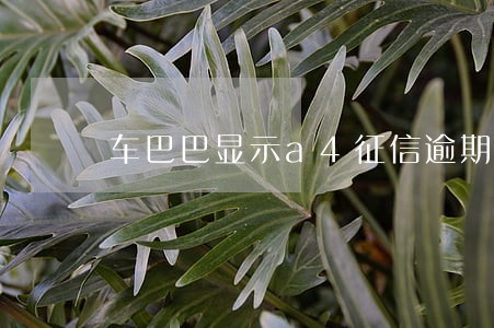 车巴巴显示a4征信逾期 车巴巴显示a4征信逾期