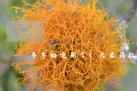 车年检逾期了1天要罚款吗 车年检逾期了1天要罚款吗