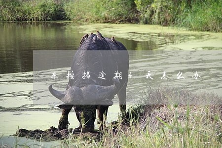 车按揭逾期4天怎么办 车按揭逾期4天怎么办