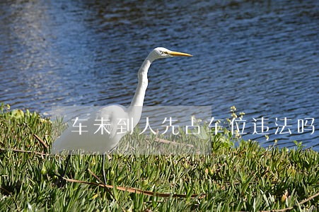 车未到人先占车位违法吗 车未到人先占车位违法吗