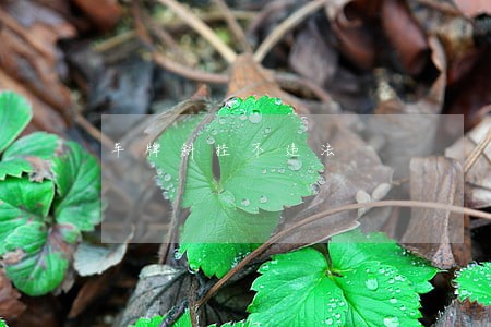 车牌斜挂不违法 车牌斜挂不违法