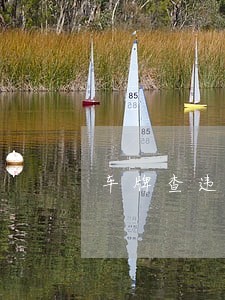 车牌查违法显示号牌错误 车牌查违法显示号牌错误
