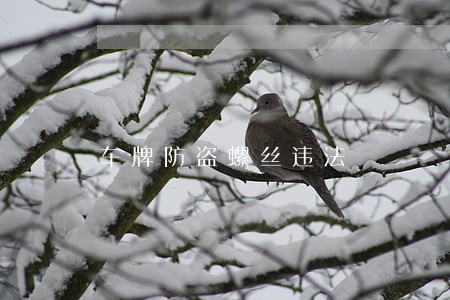 车牌防盗螺丝违法 车牌防盗螺丝违法