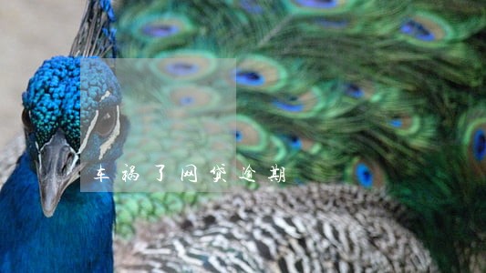 车祸了网贷逾期 车祸了网贷逾期
