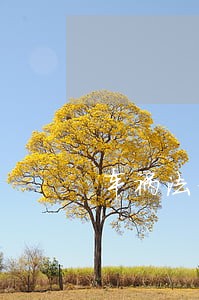 车祸法律咨询免费 车祸法律咨询免费