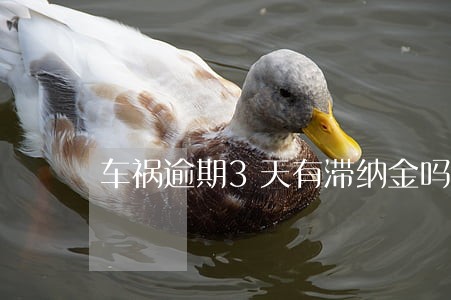 车祸逾期3天有滞纳金吗 车祸逾期3天有滞纳金吗
