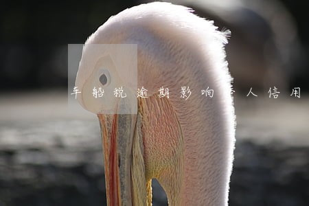 车船税逾期影响个人信用查询 车船税逾期影响个人信用查询