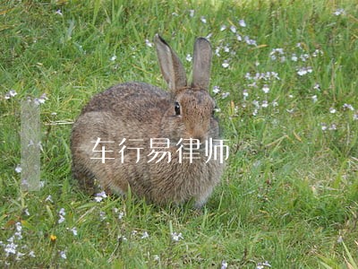 车行易律师 车行易律师