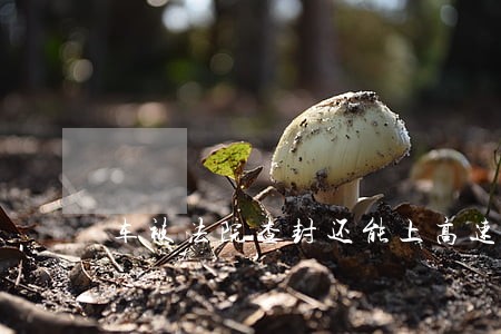 车被法院查封还能上高速吗 车被法院查封还能上高速吗