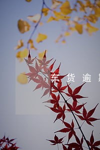 车货逾期3次没次10天拖车吗 车货逾期3次没次10天拖车吗