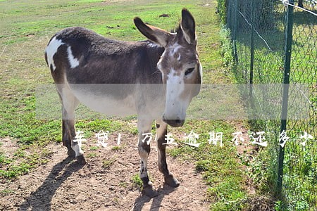 车贷1万五逾期不还多少罚息 车贷1万五逾期不还多少罚息