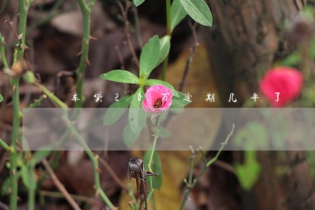 车贷20万逾期几年了 车贷20万逾期几年了
