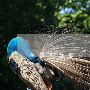 车贷4万逾期一个月多少利息 车贷4万逾期一个月多少利息