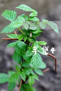 车贷4万逾期三天怎么办 车贷4万逾期三天怎么办