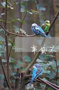 车贷不超过12点算逾期吗 车贷不超过12点算逾期吗