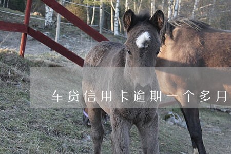 车贷信用卡逾期一个多月 车贷信用卡逾期一个多月
