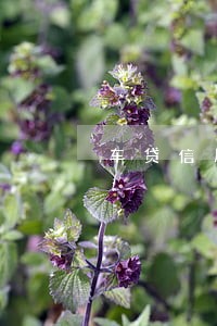 车贷信用卡逾期怎么解决 车贷信用卡逾期怎么解决