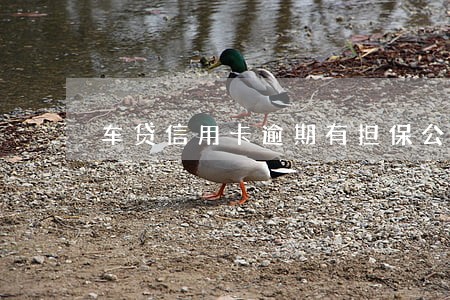 车贷信用卡逾期有担保公司 车贷信用卡逾期有担保公司
