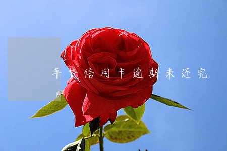 车贷信用卡逾期未还完 车贷信用卡逾期未还完