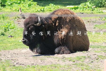 车贷信用记录逾期记录多久消除 车贷信用记录逾期记录多久消除