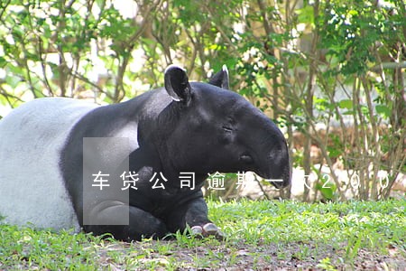 车贷公司逾期一次200元 车贷公司逾期一次200元