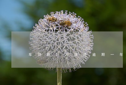 车贷剩2万没还逾期一年会坐牢吗 车贷剩2万没还逾期一年会坐牢吗