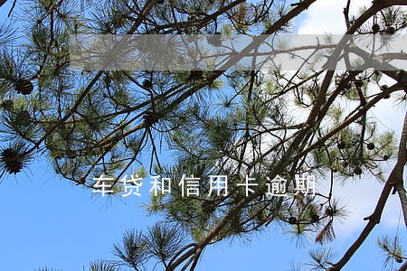 车贷和信用卡逾期 车贷和信用卡逾期