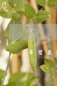 车贷差200元算逾期嘛 车贷差200元算逾期嘛