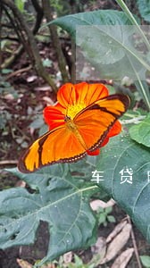 车贷晚了9天算逾期吗 车贷晚了9天算逾期吗