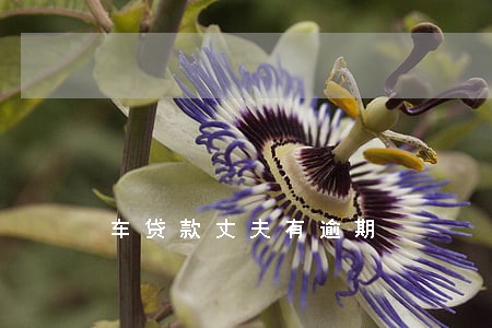 车贷款丈夫有逾期 车贷款丈夫有逾期