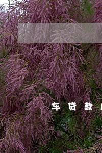 车贷款几天不还算逾期 车贷款几天不还算逾期