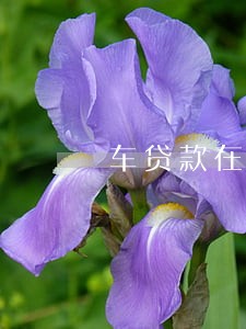 车贷款在银行逾期怎么办 车贷款在银行逾期怎么办
