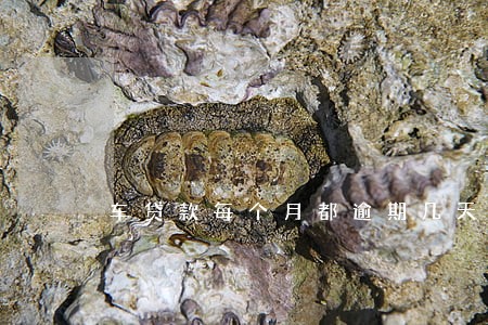 车贷款每个月都逾期几天 车贷款每个月都逾期几天