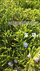车贷款逾期了可以卖么 车贷款逾期了可以卖么