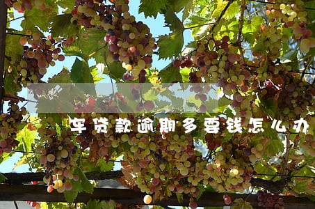 车贷款逾期多要钱怎么办 车贷款逾期多要钱怎么办