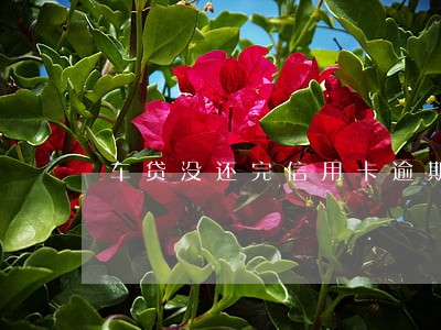 车贷没还完信用卡逾期起诉 车贷没还完信用卡逾期起诉