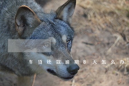 车贷还款逾期8天怎么办 车贷还款逾期8天怎么办