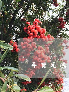 车贷连续5次逾期怎么消除 车贷连续5次逾期怎么消除