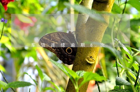 车贷连续逾期8次 车贷连续逾期8次