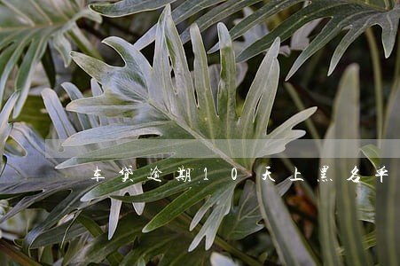 车贷逾期10天上黑名单吗