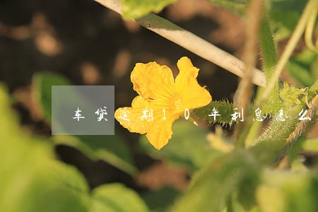 车贷逾期10年利息怎么算