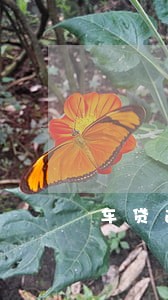 车贷逾期13天怎么算 车贷逾期13天怎么算